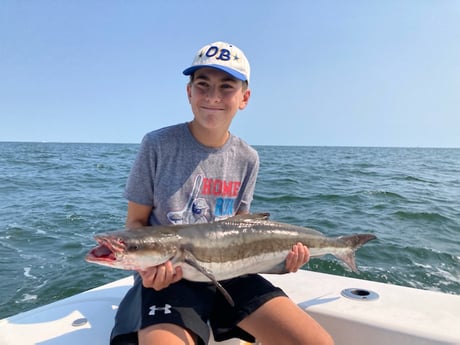 Cobia fishing in Virginia Beach, Virginia