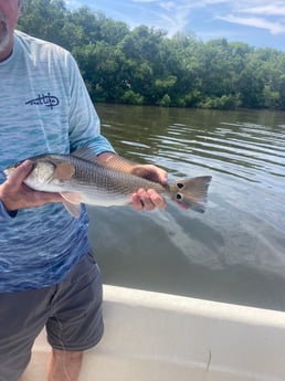 Redfish Fishing in St. Petersburg, Florida