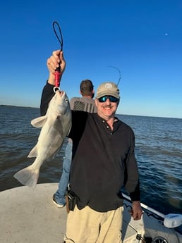 Black Drum Fishing in Matagorda, Texas