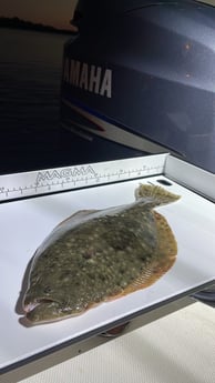 Flounder Fishing in St. Marks, Florida