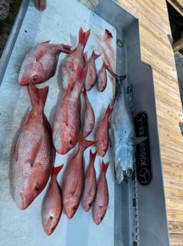 Red Snapper Fishing in Panama City, Florida