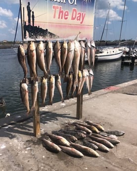 Black Drum, Redfish Fishing in Rockport, Texas