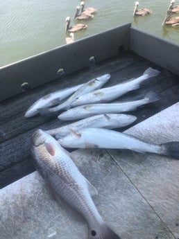 Redfish, Speckled Trout Fishing in Rockport, Texas