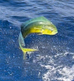 Fishing in Islamorada, Florida
