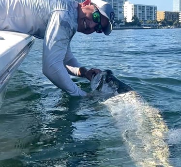 Tarpon Fishing in Miami Beach, Florida