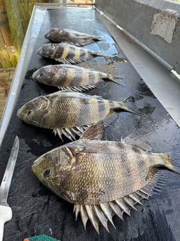 Fishing in Lake Jackson, Texas
