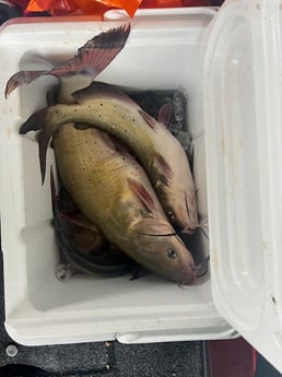 Fishing in Alba, Texas