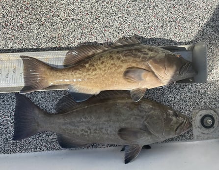 Gag Grouper Fishing in Holmes Beach, Florida
