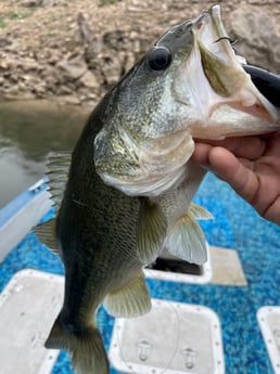 Largemouth Bass Fishing in Briarcliff, Texas