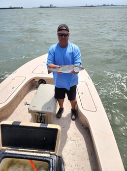 Speckled Trout / Spotted Seatrout fishing in Tiki Island, Texas