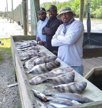 Sheepshead, Speckled Trout / Spotted Seatrout fishing in Saint Bernard, Louisiana