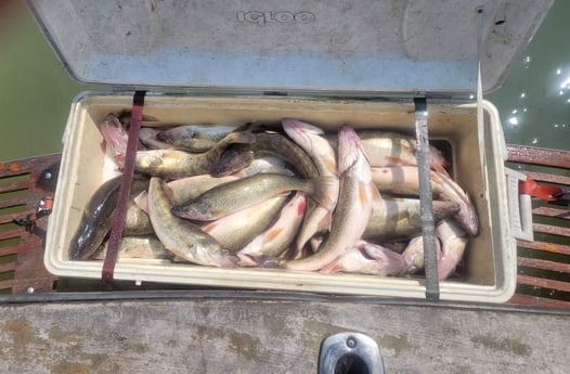 Walleye Fishing in Port Clinton, Ohio
