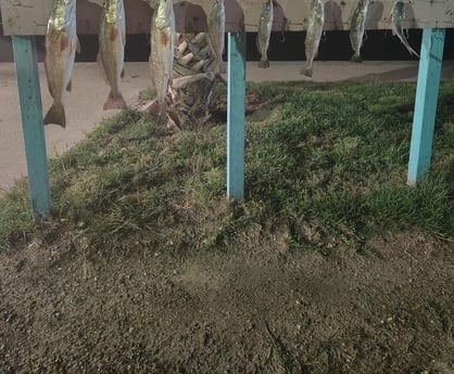 Redfish, Speckled Trout Fishing in