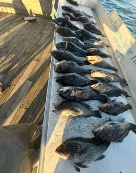 Fishing in Mount Pleasant, South Carolina