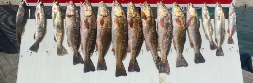 Redfish, Speckled Trout / Spotted Seatrout fishing in Ingleside, Texas