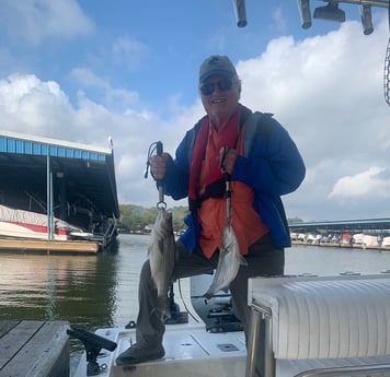 Hybrid Striped Bass fishing in Willis, Texas