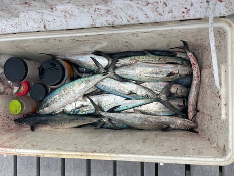 Fishing in Redington Shores, Florida
