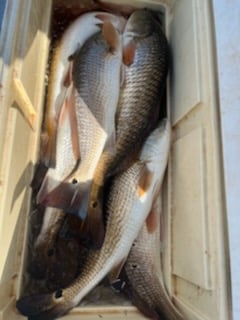 Redfish Fishing in Rockport, Texas
