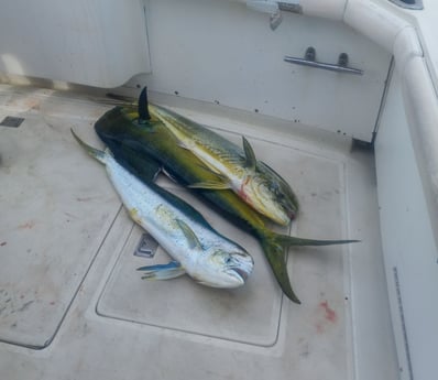 Fishing in Key West, Florida