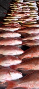 Fishing in Tierra Verde, Florida