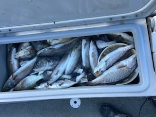 Redfish, Speckled Trout Fishing in Boothville-Venice, Louisiana