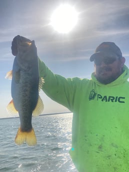 Largemouth Bass fishing in Zapata, Texas