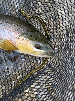 Fishing in Hume, California