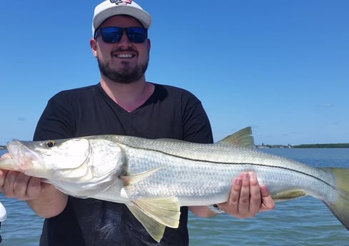 Snook Fishing in Clearwater, Florida