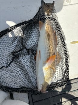 Fishing in Lake Charles, Louisiana