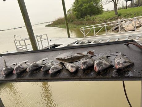 Fishing in Houston, Texas