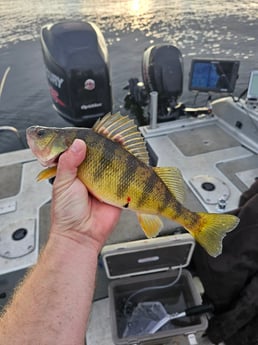 Perch Fishing in