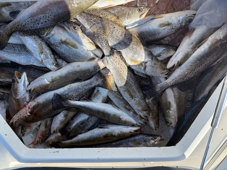 Fishing in Venice, Louisiana