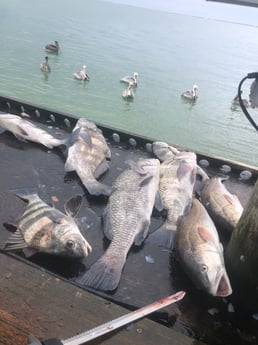 Black Drum, Redfish Fishing in Rockport, Texas