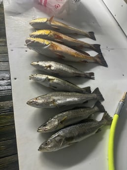 Fishing in Pensacola, Florida