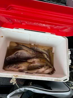 Fishing in Alba, Texas