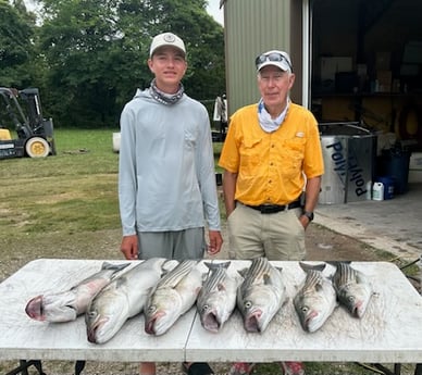 Striped Bass Fishing in