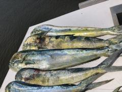 Mahi Mahi Fishing in Charleston, South Carolina