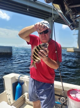 Sheepshead fishing in Gulfport, Florida
