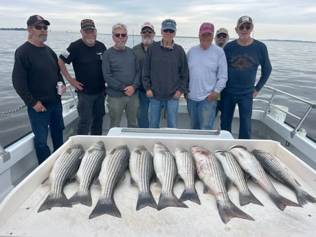 Striped Bass Fishing in