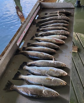 Speckled Trout / Spotted Seatrout fishing in Freeport, Texas