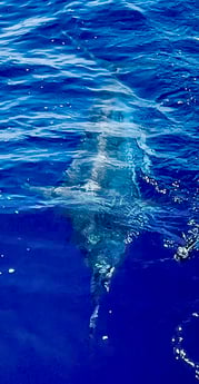 Fishing in Hatteras, North Carolina