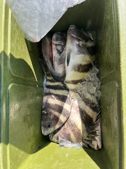 Fishing in Lacombe, Louisiana