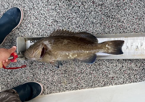 Gag Grouper Fishing in Holmes Beach, Florida