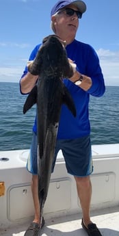 Cobia fishing in Virginia Beach, Virginia