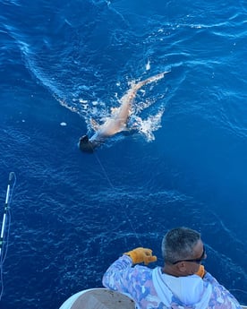 Hammerhead Shark Fishing in Cabo San Lucas, Baja California Sur