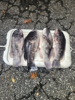 Fishing in Mastic, New York