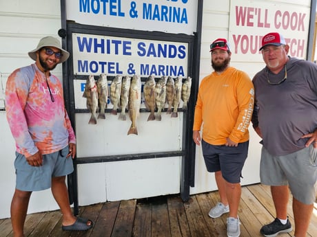 Black Drum, Redfish Fishing in Port Isabel, Texas