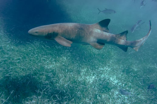 Nurse Shark Fishing in