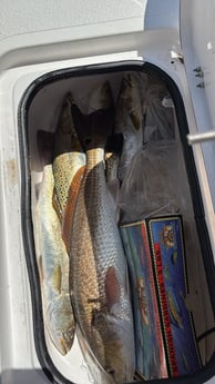 Fishing in Corpus Christi, Texas