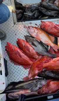 Fishing in Richmond, California